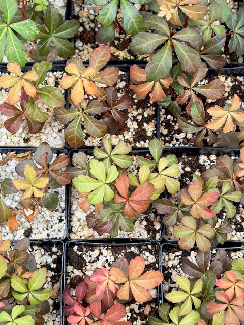 Parthenocissus quinquefolia 103SCAH25CHL  (Creeper Vine)