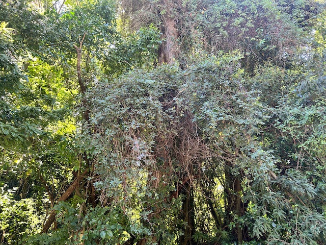 Parthenocissus quinquefolia 103SCAH25CHL  (Creeper Vine)