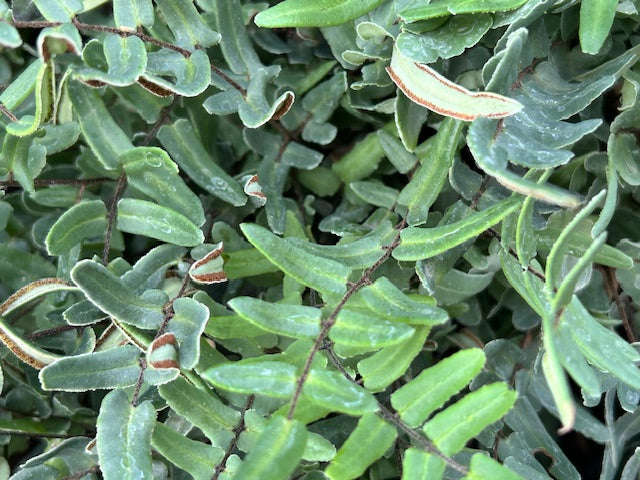 Pellaea atropurpurea (Purple Cliffbreak)