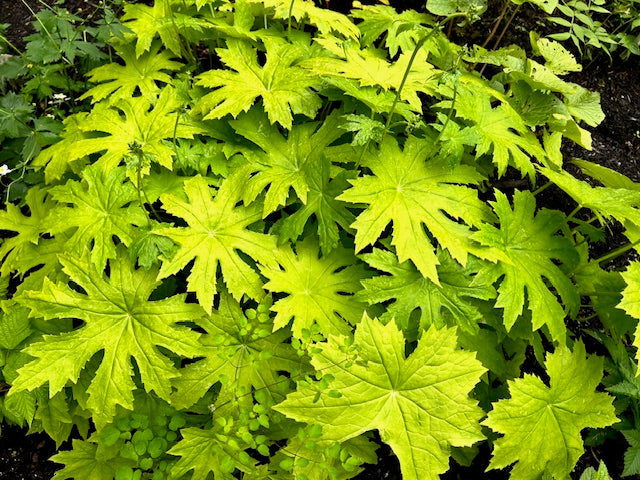 Peltaboykinia watanabei (Woodland Saxifragaceae)