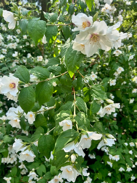 Philadelphus x &#39;Belle Etoile&#39;  (Mock-Orange)