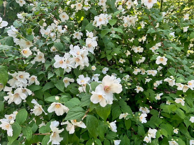 Philadelphus x 'Belle Etoile'  (Mock-Orange)
