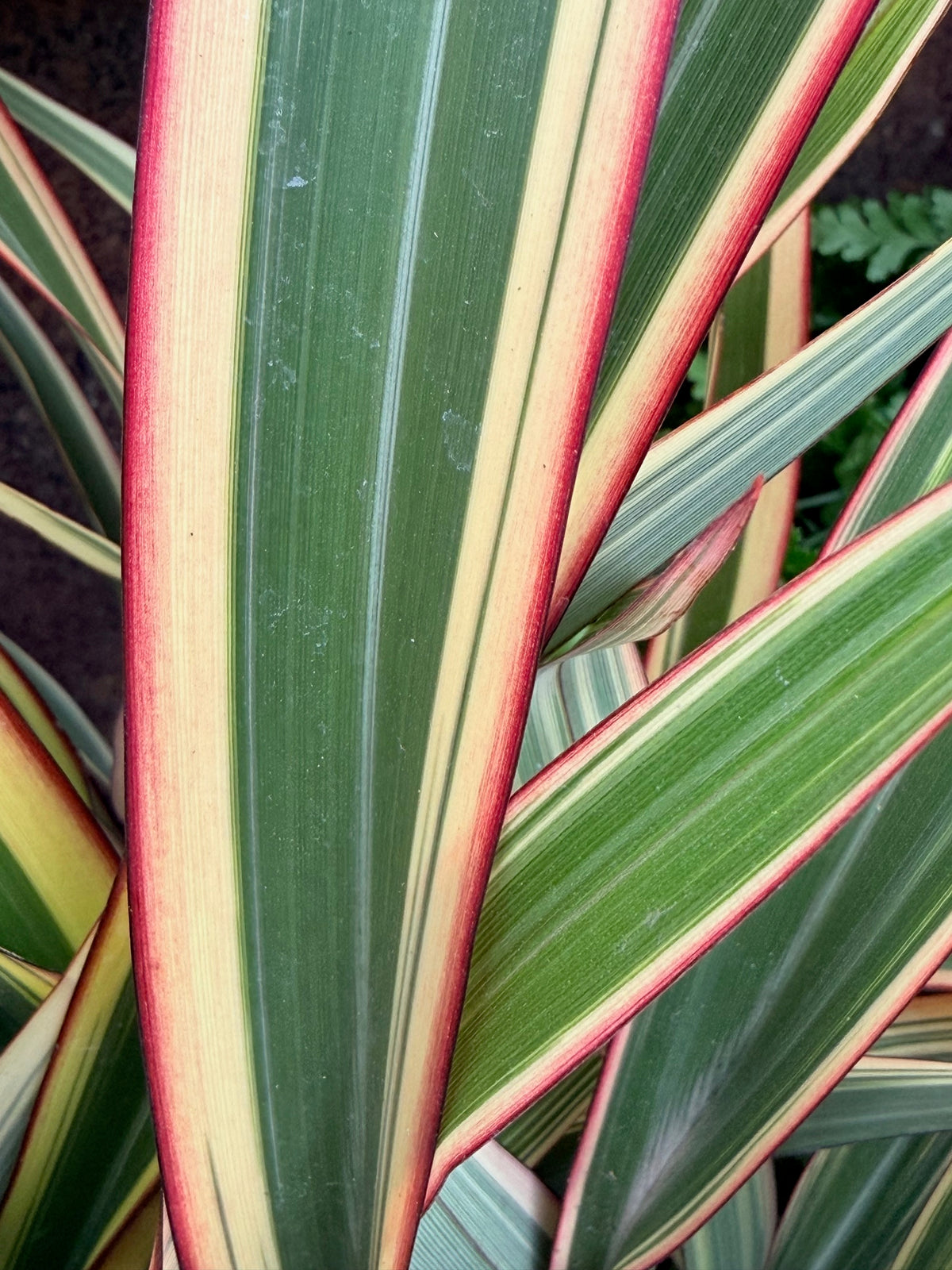 Phormium cookianum 'Tricolor' (Mountain Flax)