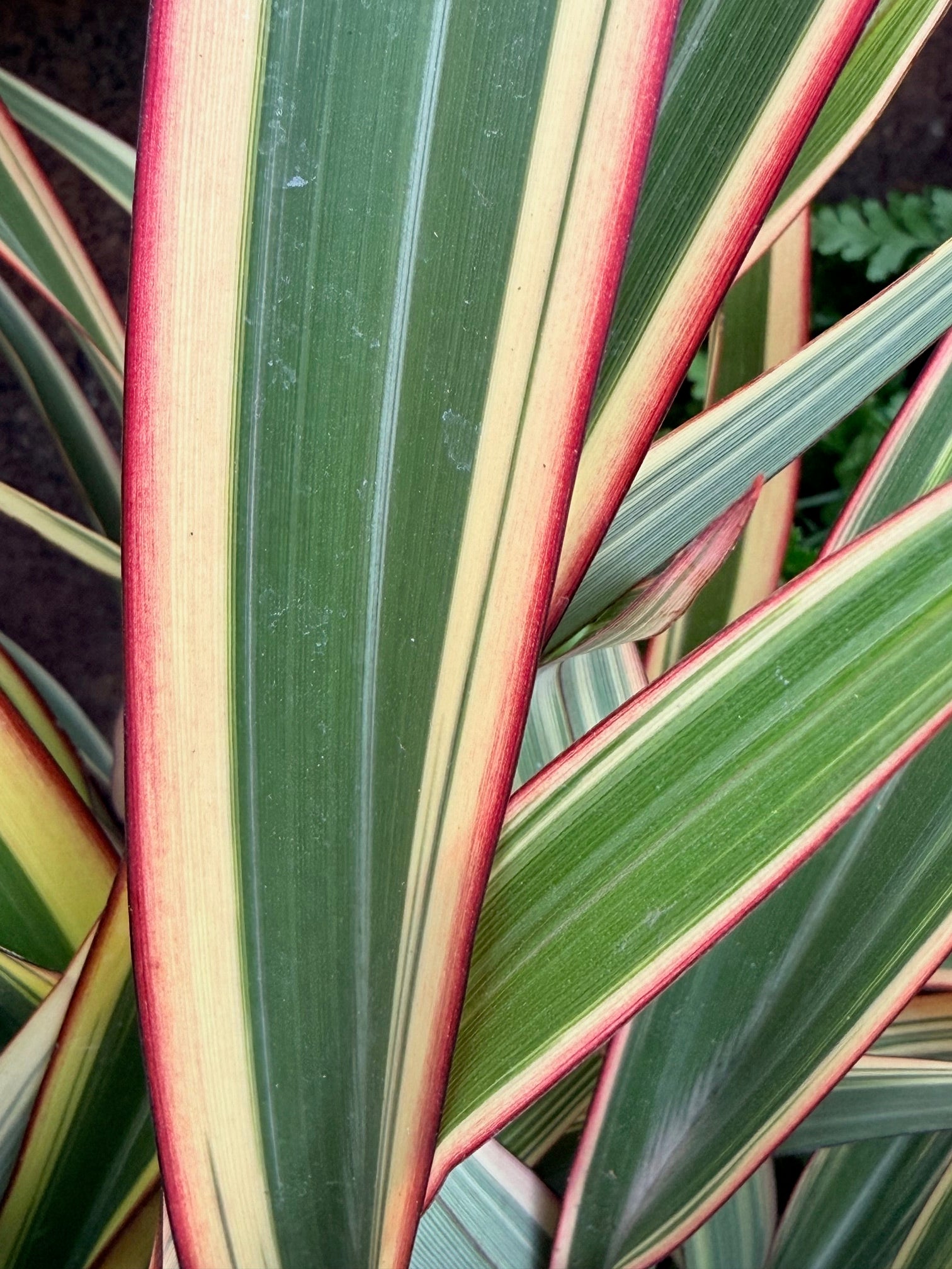 Phormium cookianum 'Tricolor' (Mountain Flax)