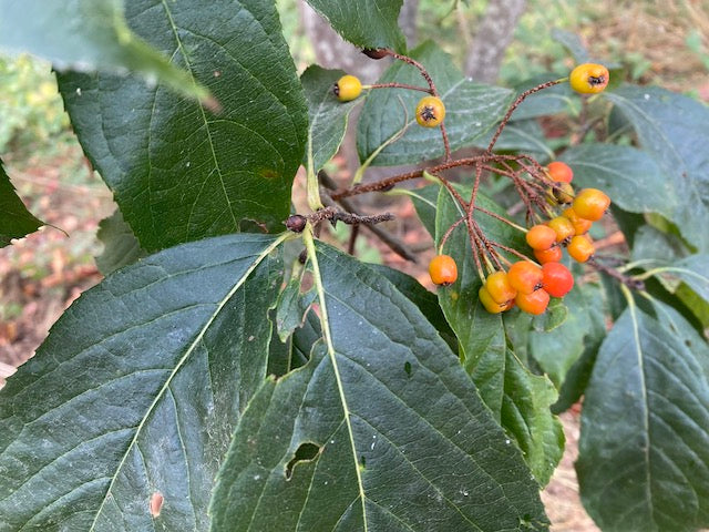 Photinia beauverdiana var. natabilis  (Photinia)