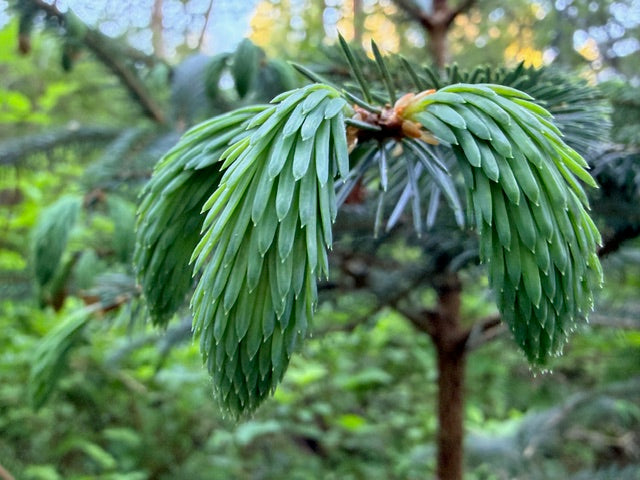 Picea likiangensis (Lijiang Spruce)