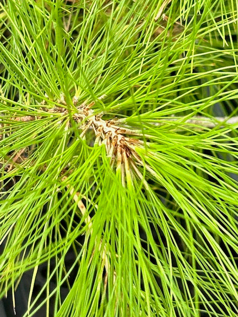 Pinus leiophylla (Chihuahua Pine)