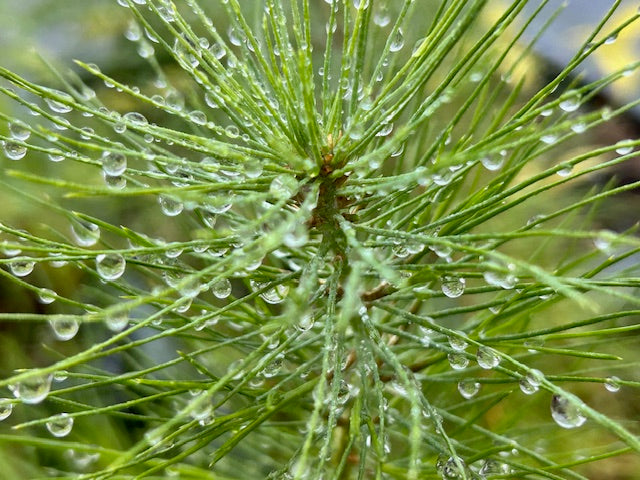 Pinus oocarpa (Ocote Pine, Mexican Yellow Pine)