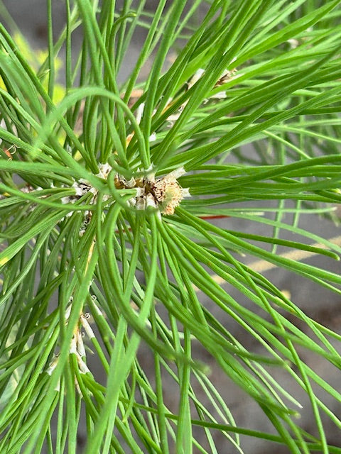 Pinus pinea (Stone Pine, Umbrella Pine)