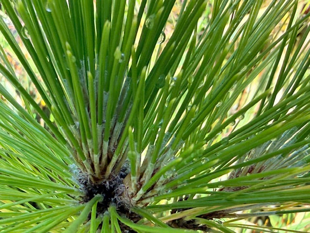 Pinus roxburgii (Chir Pine)