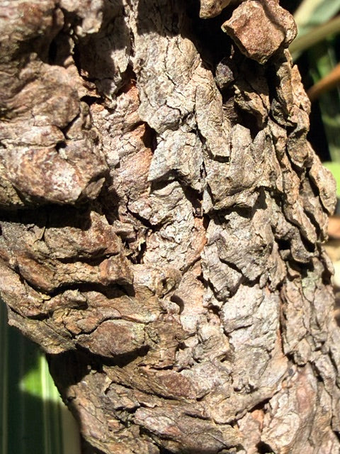 Pinus roxburgii (Chir Pine)