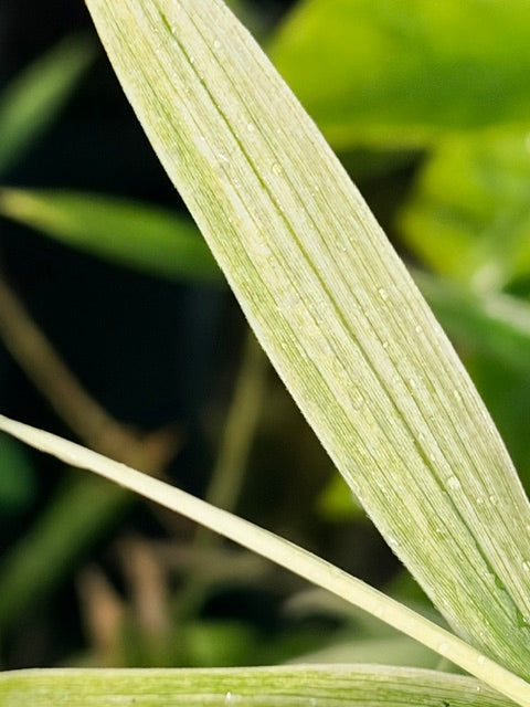 Pleioblastus chino 'Akebono'  (Dwarf Bamboo)