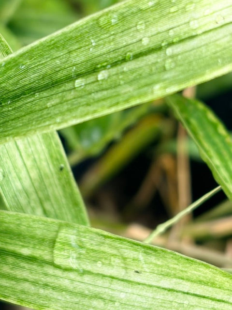 Pleioblastus chino 'Akebono'  (Dwarf Bamboo)
