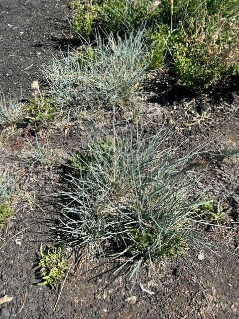 Poa sp. 140SCAH25CHI (Chilean Alpine Poa)