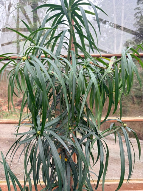 Podocarpus henkelii (Long Leafed Yellow-Wood)