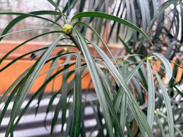 Podocarpus henkelii (Long Leafed Yellow-Wood)