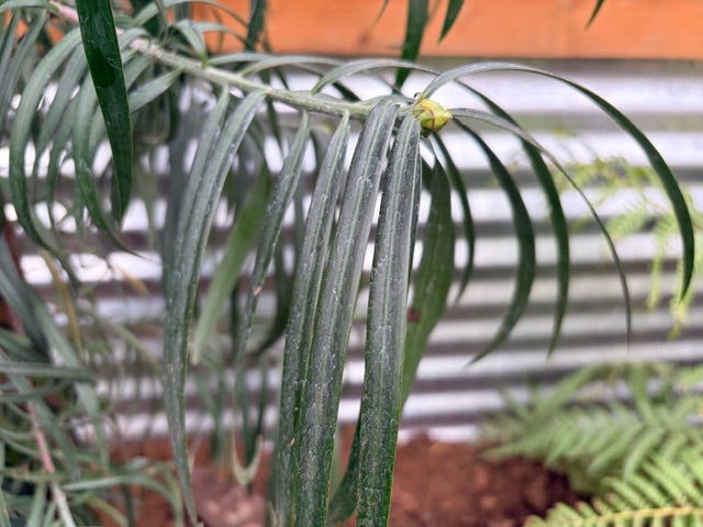 Podocarpus henkelii (Long Leafed Yellow-Wood)