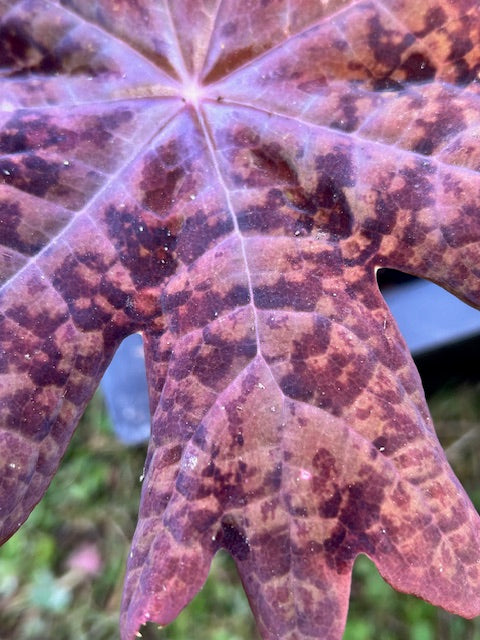 Podophyllum delavayi DJHC0571 (Chinese Mayapple)