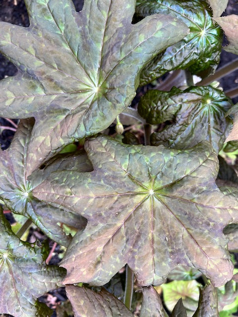 Podophyllum versipelle x delavayi 'Andy Navage' (Hybrid Podophyllum)