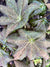 Podophyllum versipelle x delavayi 'Andy Navage' (Hybrid Podophyllum)