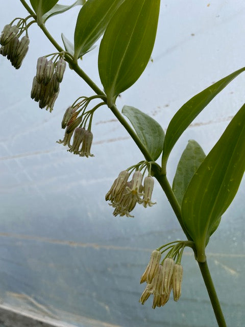 Polygonatum oppositifolium (Evergreen Solomon's Seal)