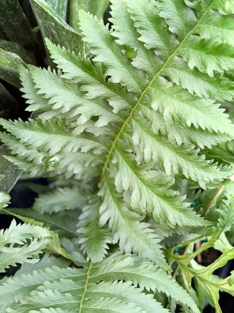 Polypodium californicum 'Sarah Lyman' (California Licorice Fern)