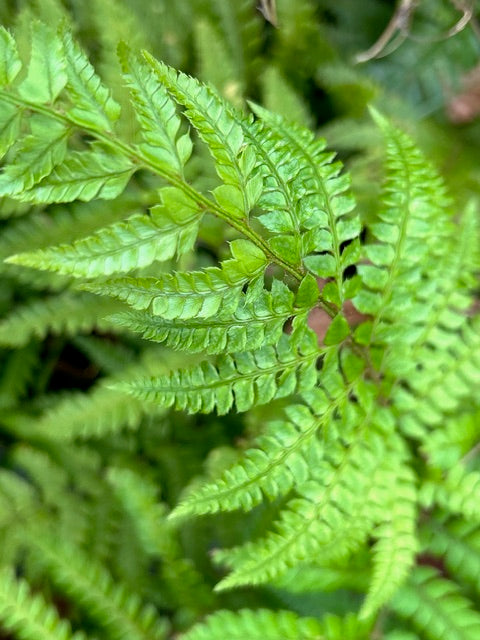 Polystichum manmeinse (Holly Fern)