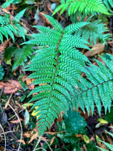 Polystichum rigens (Prickly Holly Fern)