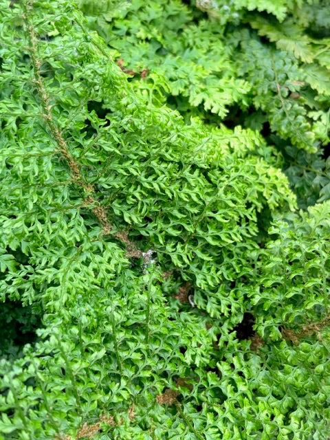 Polystichum setiferum 'Plumosum Densum' (Plumose Soft Shield Fern)