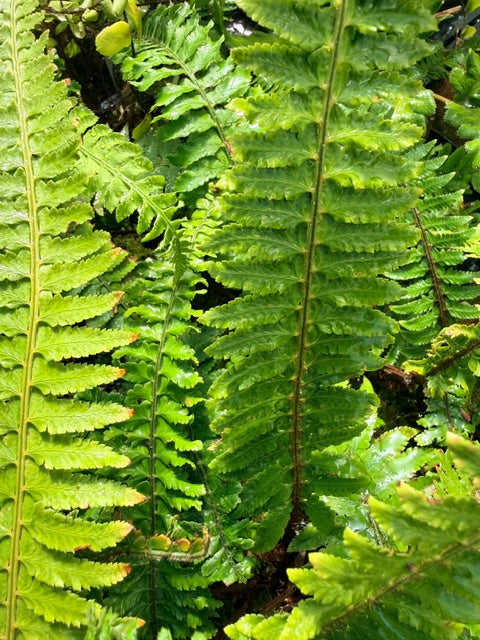 Polystichum sp. (Himalayan Sword Fern)