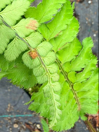 Polystichum sp. (Himalayan Sword Fern)