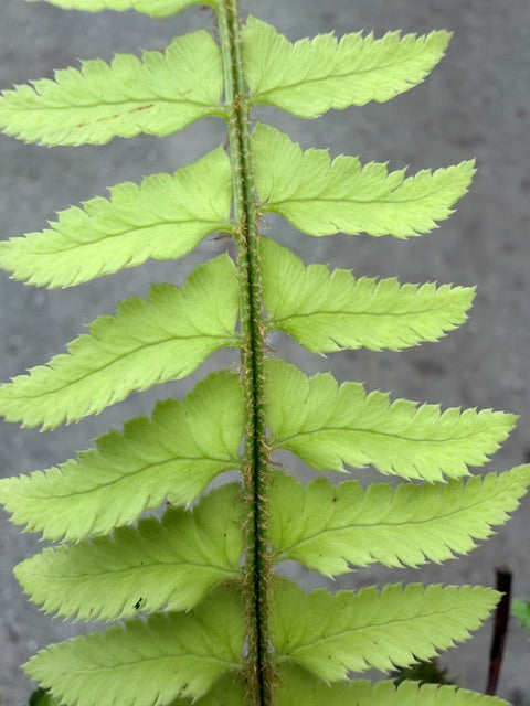 Polystichum sp. (Himalayan Sword Fern)