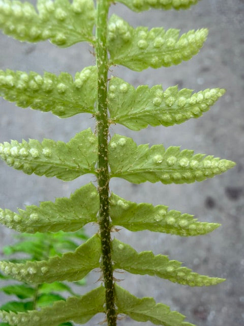 Polystichum sp. (Himalayan Sword Fern)