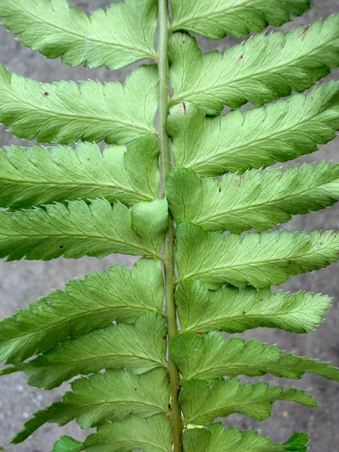 Polystichum sp. (Himalayan Sword Fern)