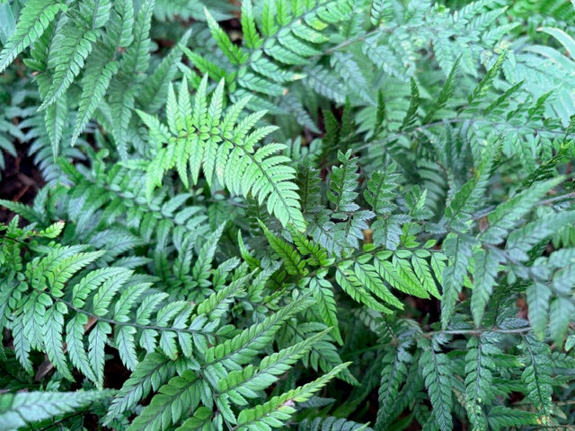 Polystichum tsus-simense (Korean Rock Fern)