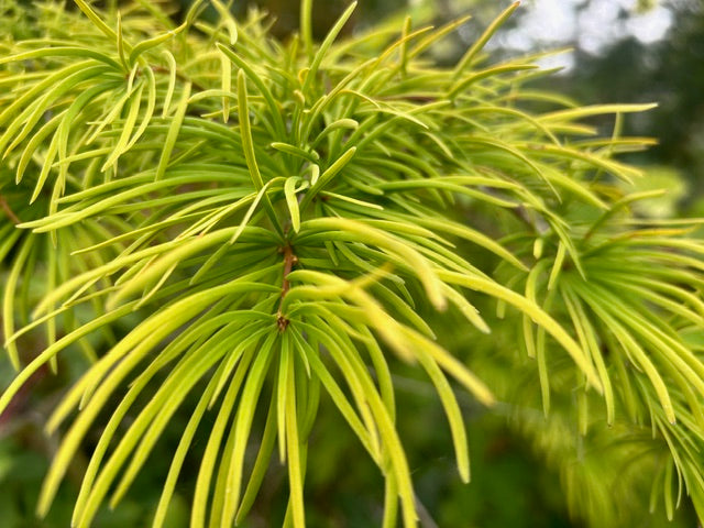 golden larch bonsai tree Pseudolarix amabilis (Golden Larch)