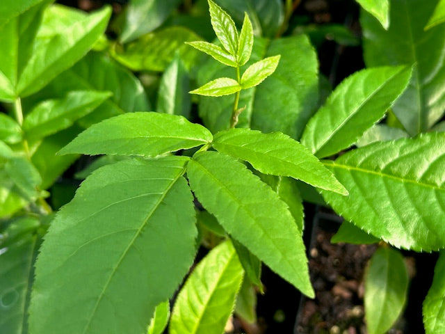 Pterocarya fraxinifolia (Caucasain Wingnut)