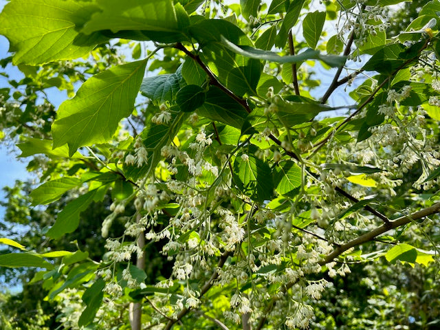 Pterostyrax psilophyllus f. leveilleana CGG14114