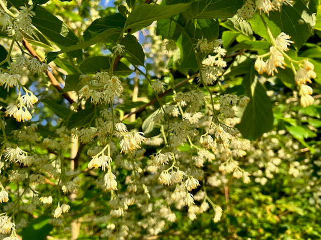 Pterostyrax psilophyllus f. leveilleana CGG14114