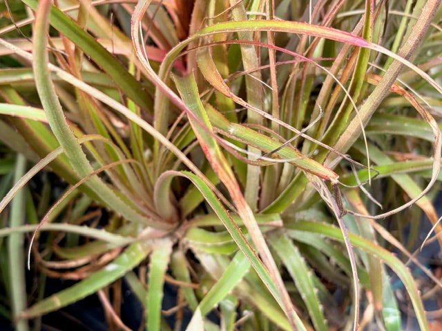 Puya mirabilis (Hardy Bromeliad)