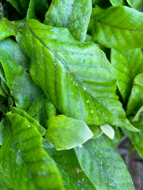 Pyrrosia christii (Felt Fern)