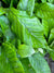 Pyrrosia christii (Felt Fern)