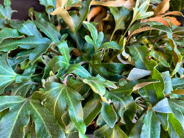 Pyrrosia hastata (Felt Fern)