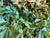 Pyrrosia hastata (Felt Fern)