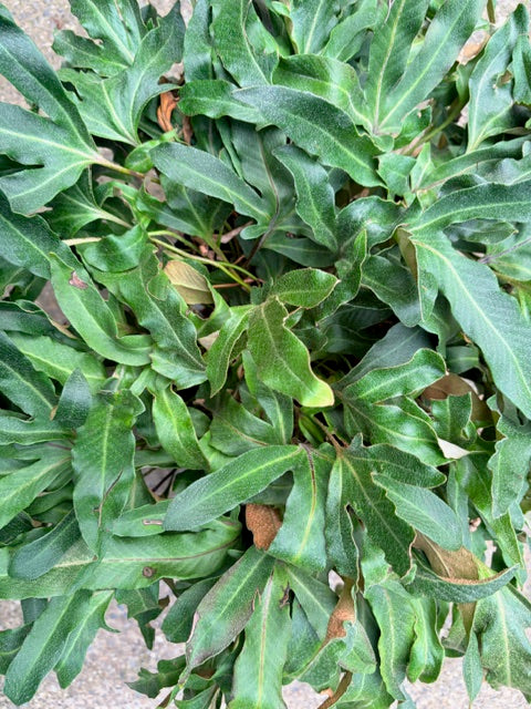 Pyrrosia hastata (Felt Fern)