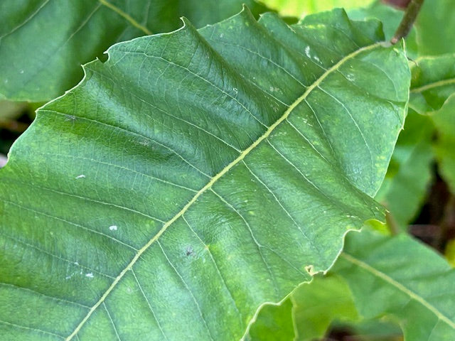 Quercus acutissima 'Gobler' (Sawtooth Oak)