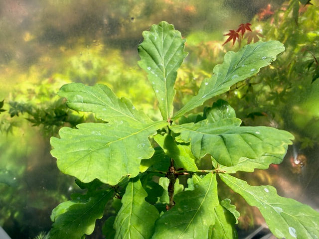 Quercus canariensis  (Algerian Oak)