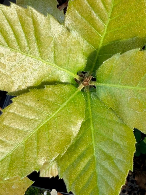 Quercus chrysolepis (Canyon Live Oak)