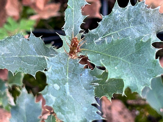Quercus cornelius-mulleri (Mullers Scrub Oak)