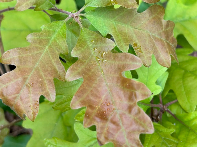 Quercus gambelii 'Gila Monster' (Gambel Oak)